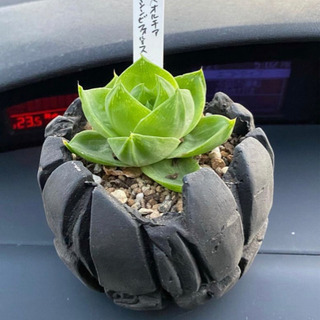 植物大好きな人😄集まれ