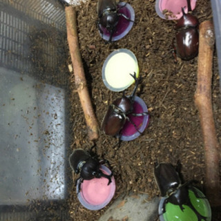 カブトムシ クワガタ 最後になります！