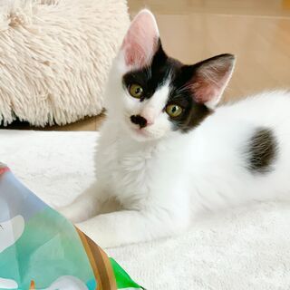 愛嬌いっぱい！長毛鼻チョビ「コリアンダー」くん