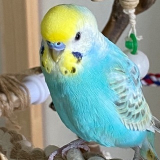 セキセイインコ探してます