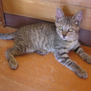 保護した猫です。／里親募集です。