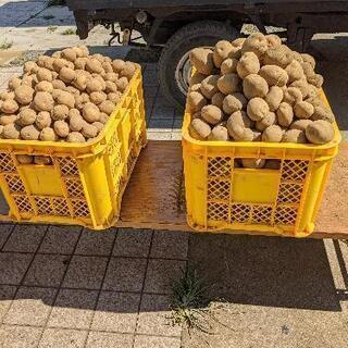 【完全無農薬野菜】になります！！