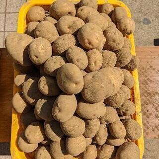 【完全無農薬野菜】になります！！の画像