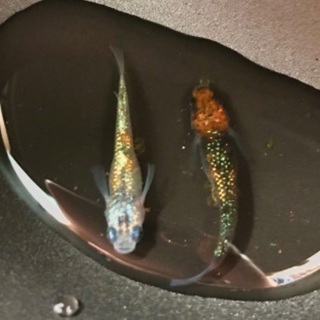 月弓メダカ　の画像