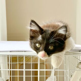 愛嬌いっぱい！子熊のような長毛「バジル」ちゃん