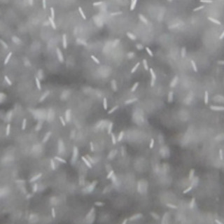 メダカ餌　臭わないゾウリムシ　針子　生存率UP❗️の画像