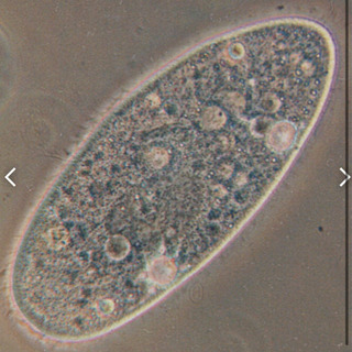 メダカ餌　臭わないゾウリムシ　針子　生存率UP❗️の画像