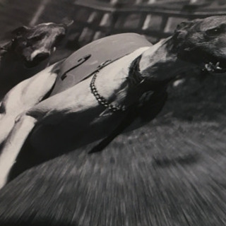 100×70程度の犬のポスター ジャックラッセルテリア？の画像