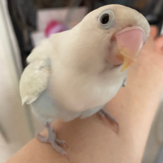 白ボタンインコのひなちゃんを探してください