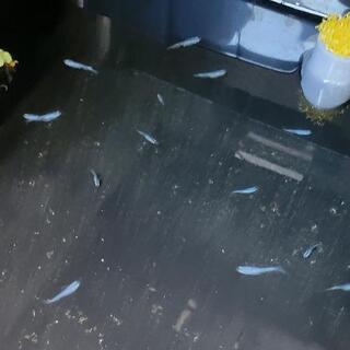 青幹之スーパー強光 稚魚15匹(10匹+αとして)
