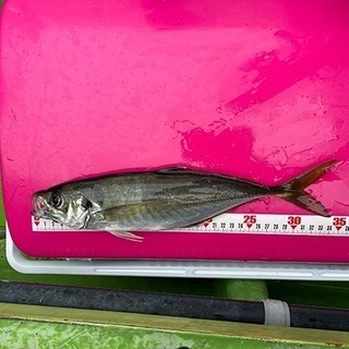 海釣り仲間