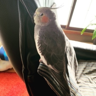 オカメインコを探しています→見つかりました！