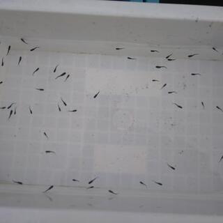 オロチ　未選別稚魚　15匹　メダカ