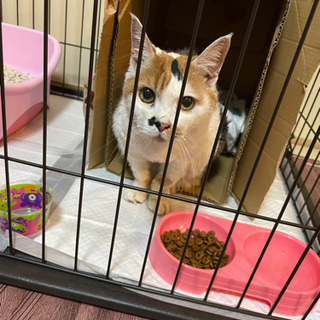 大人しくて可愛い三毛猫ちゃん✴︎推定5歳