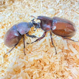 フローレンスニセヒメカブト成虫♂1♀2匹
