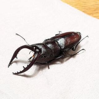 【繁殖用】自然採集ノコギリクワガタのオス・メスペア