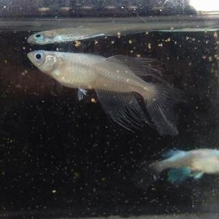 ブルードロワ　未選別稚魚　10匹　メダカ