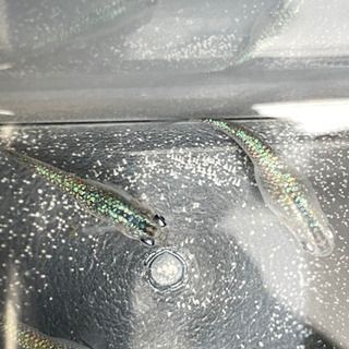 サファイアメダカ 【10匹  3000円】の画像