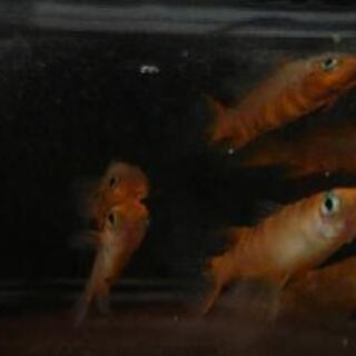 越前錦　未選別稚魚15匹　　【隆弓めだか】