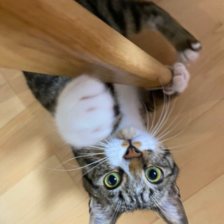 今月で一歳になる猫ちゃんです