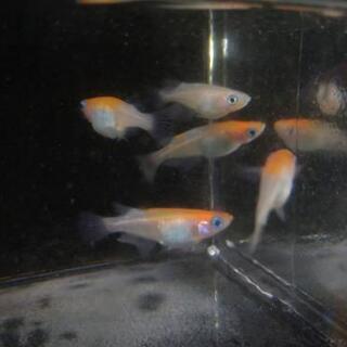 万彩系紅白　未選別稚魚　10匹　メダカの画像
