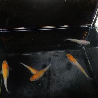 万彩系紅白　未選別稚魚　10匹　メダカ