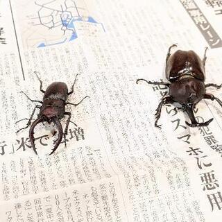 【対決用】自然採集カブトムシ対ノコギリクワガタ　バトルセット