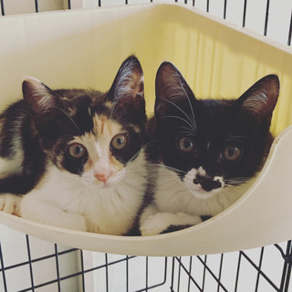3ヶ月　三毛と白黒🐾姉妹