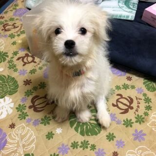 子犬差し上げます