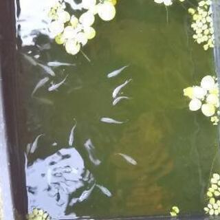 メダカ③（深海マリンブルー）の画像
