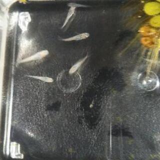 メダカ③（深海マリンブルー）の画像