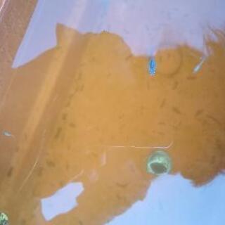 メダカ③（深海マリンブルー）の画像