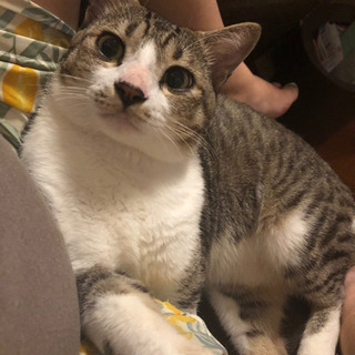 子供が猫アレルギーを発症してしまったためどなたか引き取っていただける方