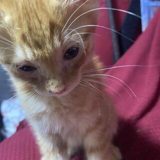 生後3ヶ月 子猫