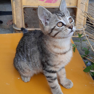 猫の里親募集🐈【4匹】