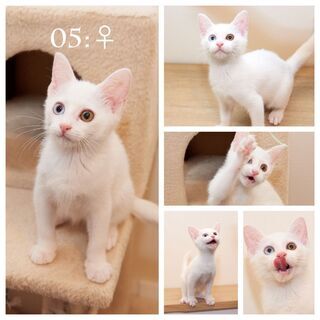 【一時受付終了】美猫(３ヶ月)白オッドアイ3匹・サバ・茶トラの計...