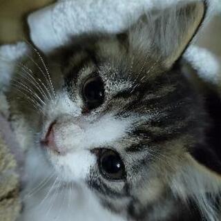 保護子猫