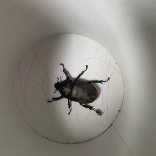 カブトムシメス