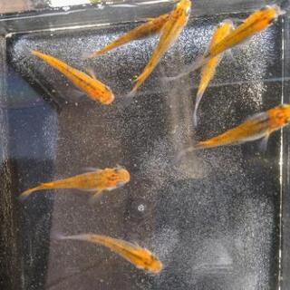 女雛　成魚2ペア　めだか