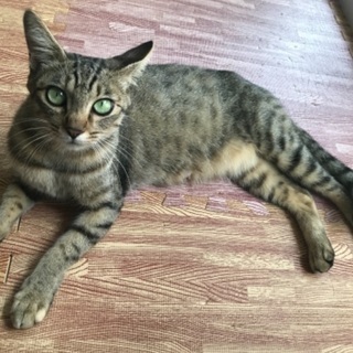 里親決まりましたありがとうございました。