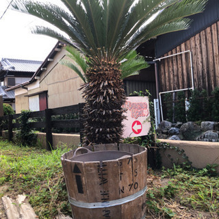 観葉植物ボックス　アンティーク値引き❣️プラボックス付の画像