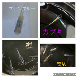 メダカ 卵 各種10個+α ¥300
