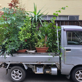 植物