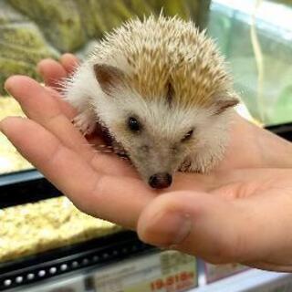 ハリネズミ メス♀