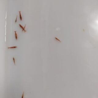 ★★送料無料★★　レッドチェリーシュリンプ　22匹の画像