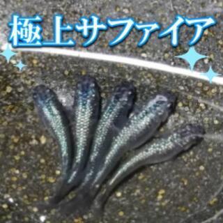 極上サファイアめだかの卵