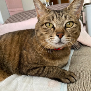 【迷子猫】猫を探しています
