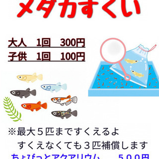 メダカすくいやります❗️