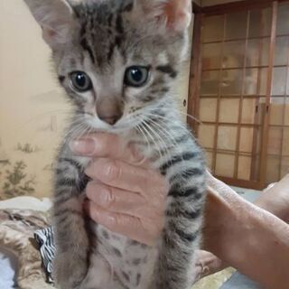 お婆ちゃんの猫たち