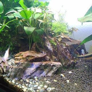水槽セット 生体込の画像